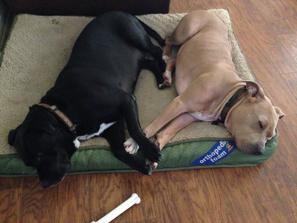 Adonis and new brother