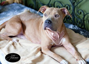 Adonis ready for adoption