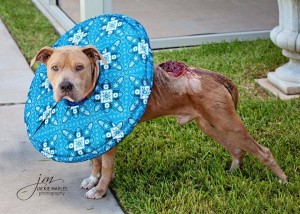 Adonis with protective collar