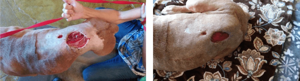 Adonis' wound healing