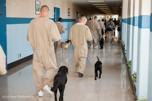 Training service dogs offers selected incarcerated adults a chance to learn new skills.